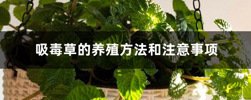 吸毒草的养殖方法和注意事项 吸毒草的养殖方法和注意事项