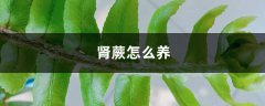 肾蕨怎么养