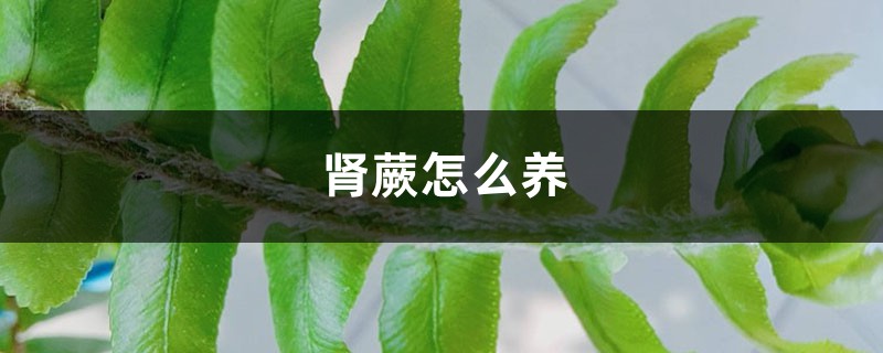 肾蕨怎么养 肾蕨怎么养