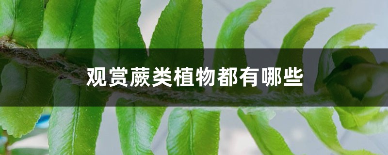 观赏蕨类植物都有哪些 观赏蕨类植物都有哪些