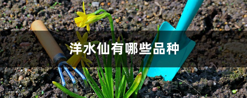 洋水仙有哪些品种 洋水仙有哪些品种