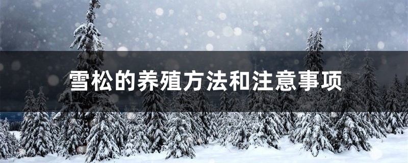 雪松的养殖方法和注意事项 雪松的养殖方法和注意事项