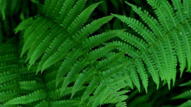 蕨类植物的养殖方法 蕨类植物的养殖方法