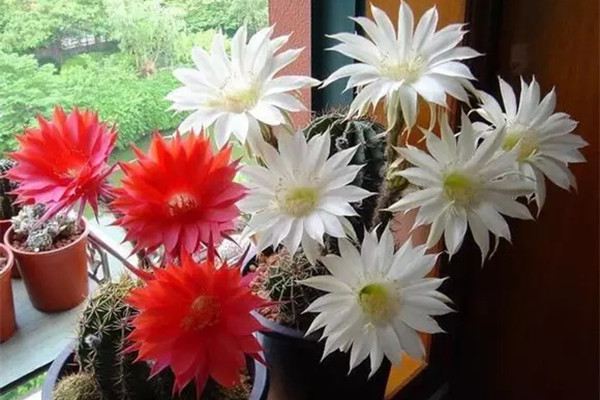 这些花平时丑得没人要,一旦开花遭疯抢 这些花平时丑得没人要,一旦开花遭疯抢