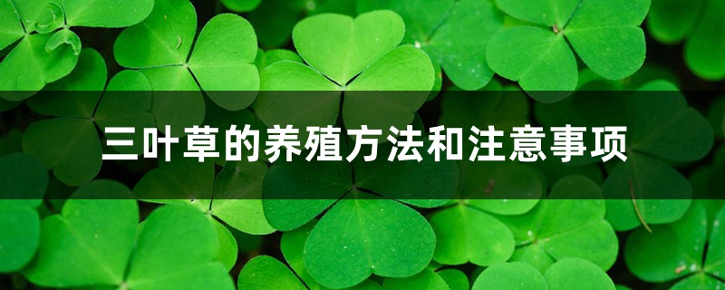 三叶草的养殖方法和注意事项 三叶草的养殖方法和注意事项