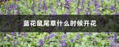 蓝花鼠尾草什么时候开花