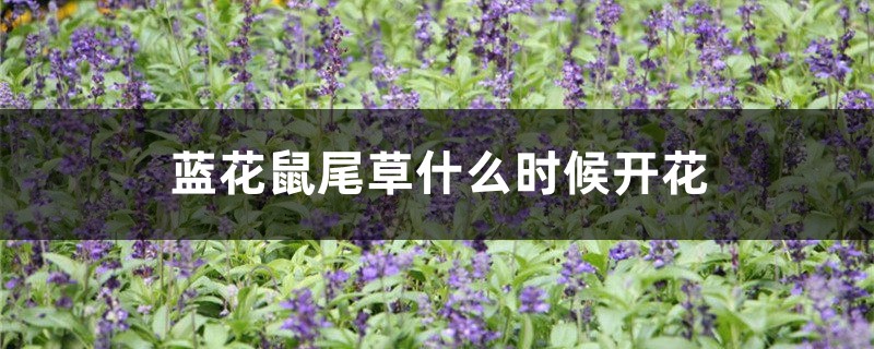 蓝花鼠尾草什么时候开花 蓝花鼠尾草什么时候开花