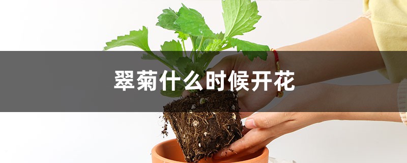 翠菊什么时候开花