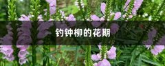 钓钟柳的花期