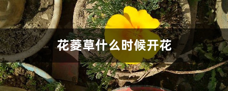 花菱草什么时候开花 花菱草什么时候开花