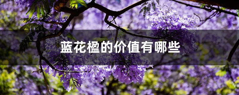 蓝花楹的价值有哪些 蓝花楹的价值有哪些