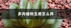 多肉植物玉扇怎么养