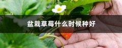 盆栽草莓什么时候种好