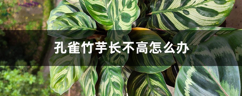 孔雀竹芋长不高怎么办 孔雀竹芋长不高怎么办