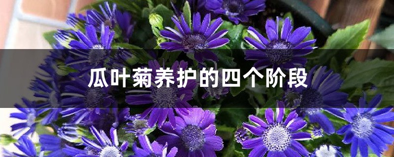 瓜叶菊养护的四个阶段 瓜叶菊养护的四个阶段