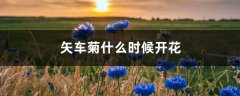 矢车菊什么时候开花