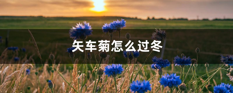 矢车菊怎么过冬 矢车菊怎么过冬
