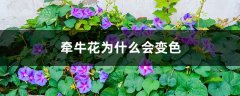 牵牛花为什么会变色