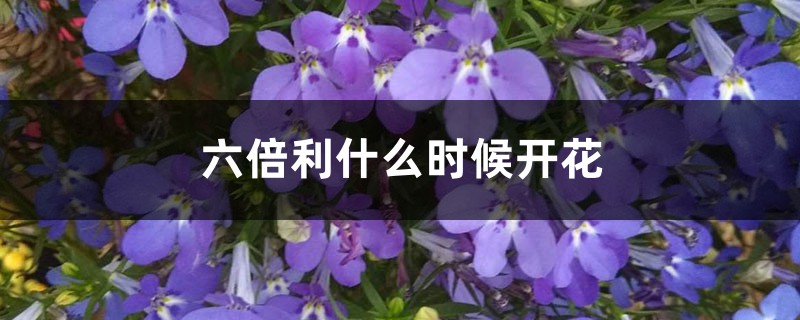 六倍利什么时候开花 六倍利什么时候开花
