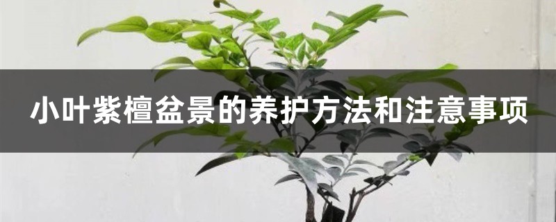 小叶紫檀盆景的养护方法和注意事项 小叶紫檀盆景的养护方法和注意事项