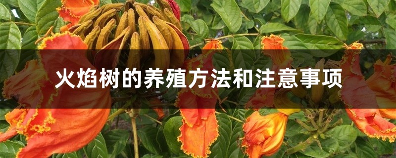 火焰树的养殖方法和注意事项 火焰树的养殖方法和注意事项
