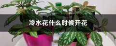 冷水花什么时候开花