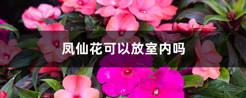 凤仙花可以放室内吗 凤仙花可以放室内吗