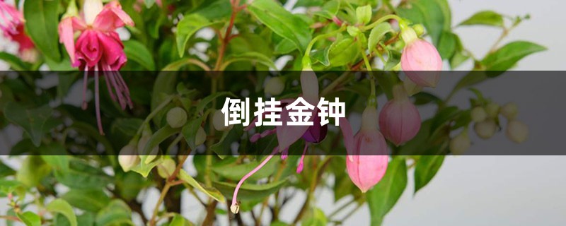 她养花5年,倒挂金钟1盆变10盆,夏天从来不死! 她养花5年,倒挂金钟1盆变10盆,夏天从来不死!
