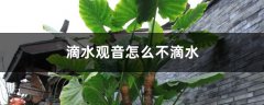 滴水观音怎么不滴水