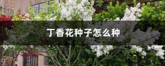 丁香花种子怎么种