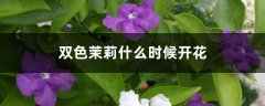 双色茉莉什么时候开花