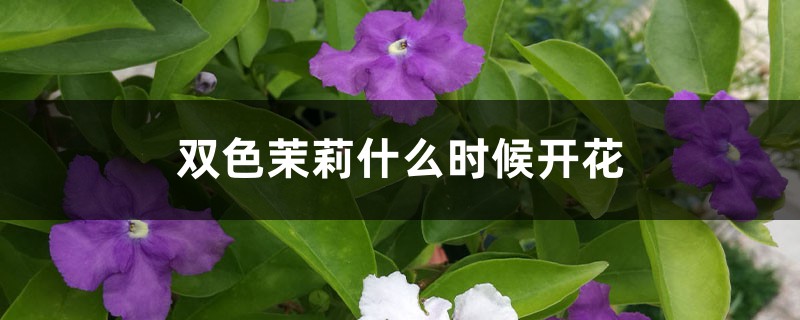 双色茉莉什么时候开花 双色茉莉什么时候开花