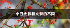 小丑火棘和火棘的不同