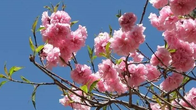 樱花和樱桃的区别 樱花和樱桃的区别