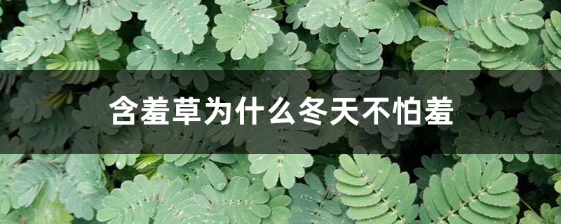 含羞草为什么冬天不怕羞 含羞草为什么冬天不怕羞