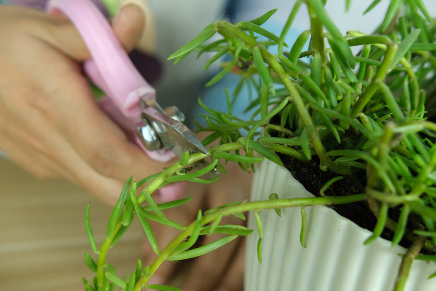 太阳花 太阳花