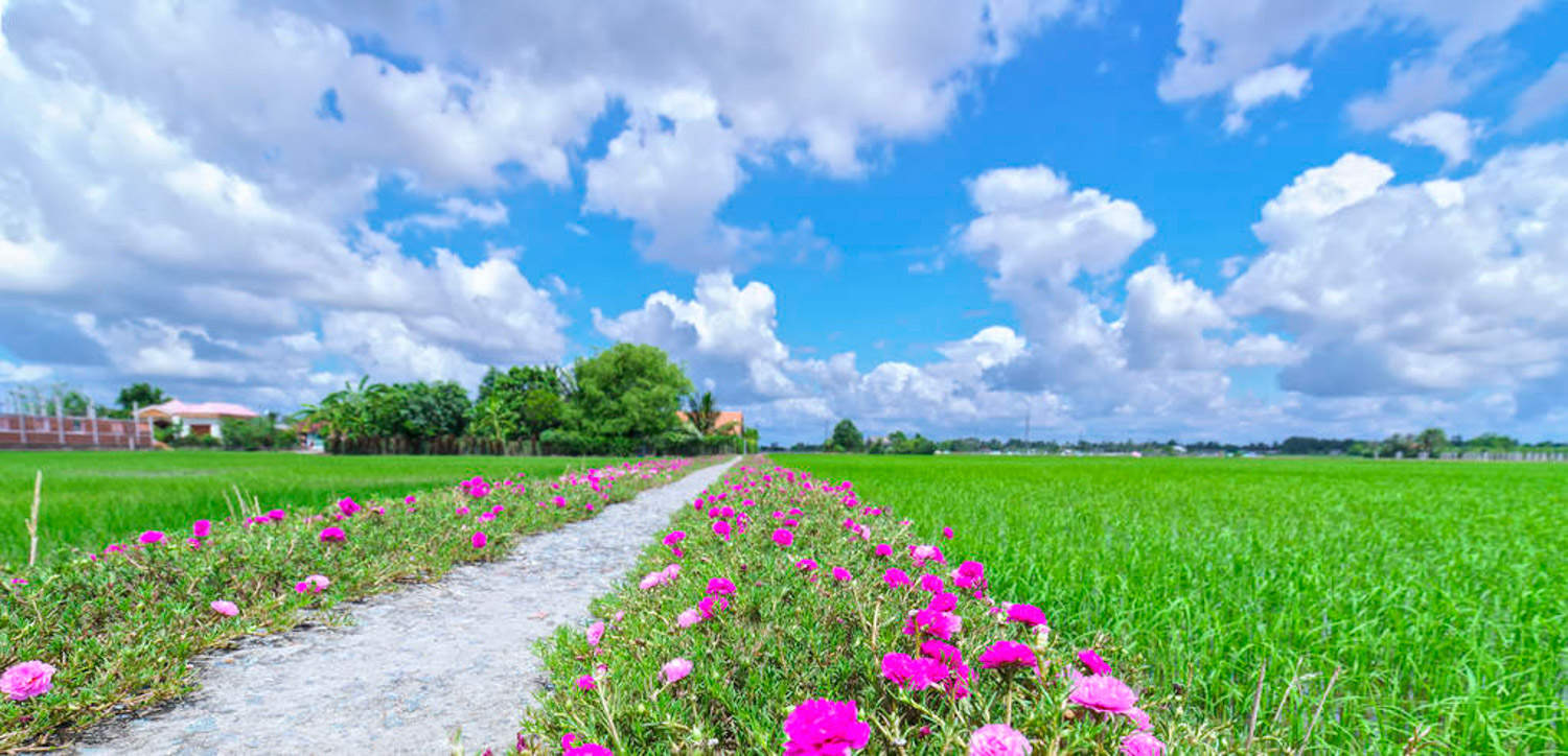 太阳花