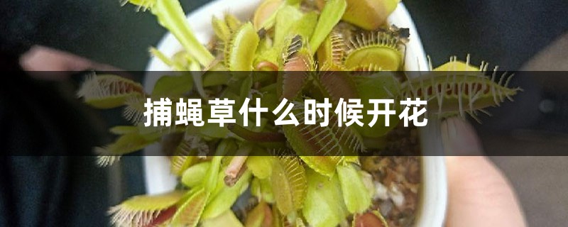 捕蝇草什么时候开花 捕蝇草什么时候开花