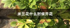 米兰花什么时候开花