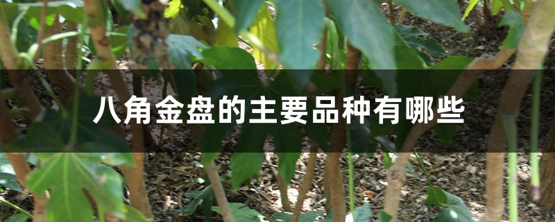 八角金盘的主要品种有哪些 八角金盘的主要品种有哪些