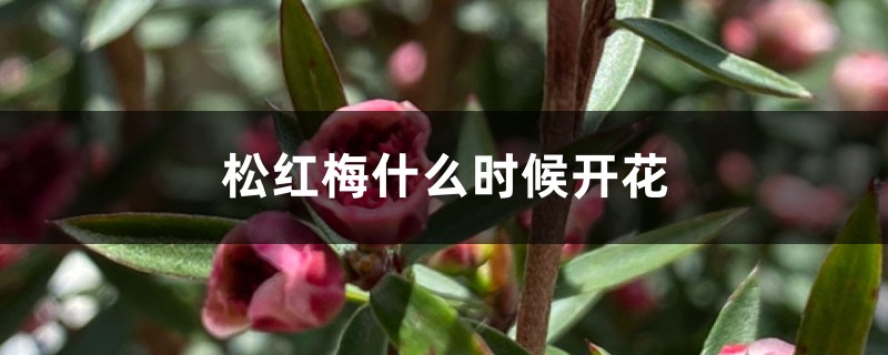 松红梅什么时候开花 松红梅什么时候开花