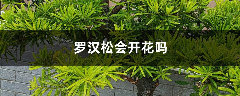 罗汉松会开花吗 罗汉松会开花吗