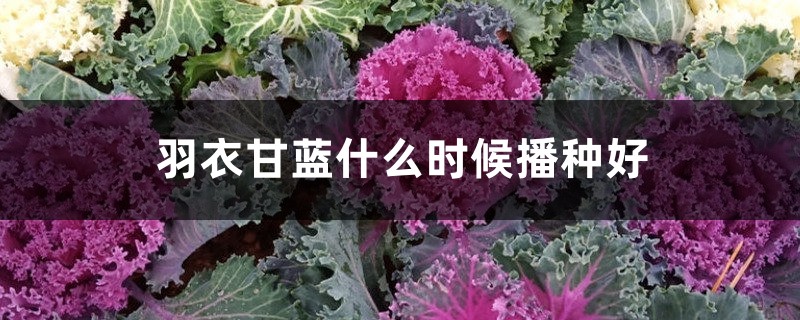羽衣甘蓝什么时候播种好 羽衣甘蓝什么时候播种好