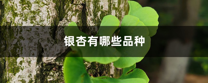 银杏有哪些品种 银杏有哪些品种