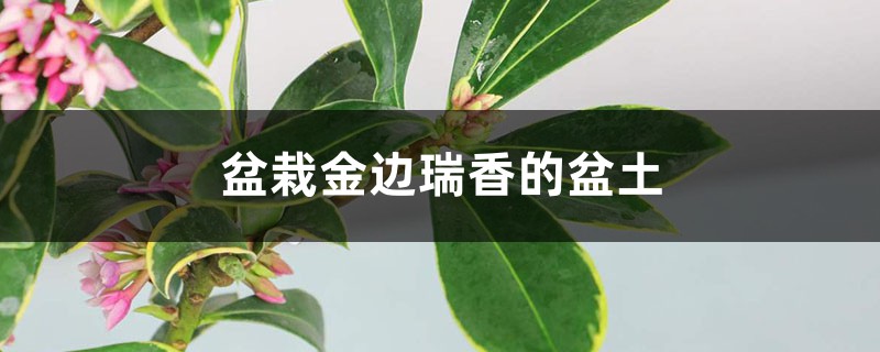 盆栽金边瑞香的盆土