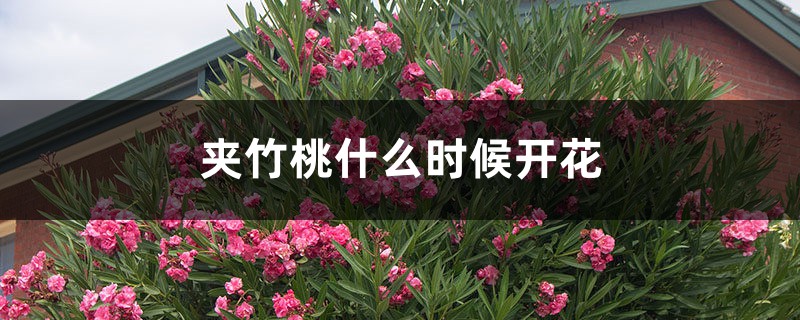 夹竹桃什么时候开花 夹竹桃什么时候开花