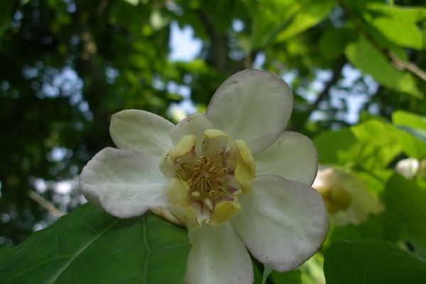 夏腊梅什么时候开花