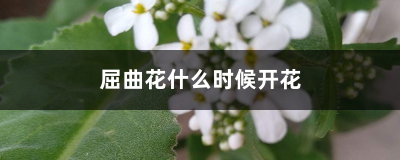 屈曲花什么时候开花