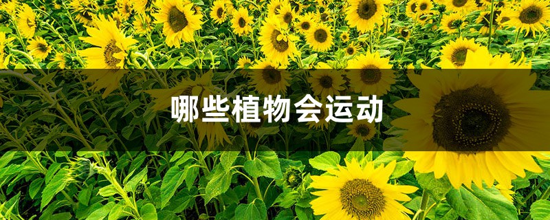 哪些植物会运动