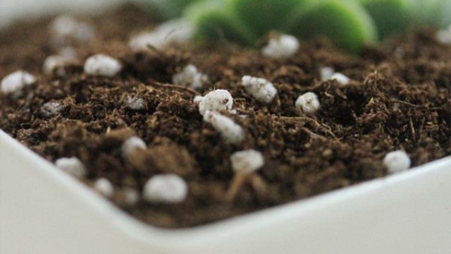家庭养花常用肥料有哪些 家庭养花常用肥料有哪些